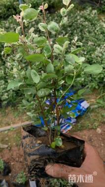 高度25厘米雪花木