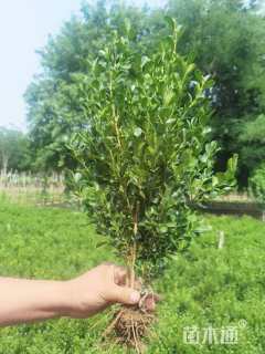 高度60厘米小叶黄杨