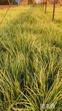 高度20厘米金叶石菖蒲