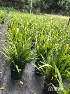 高度30厘米富贵草