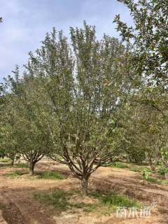 19公分北美海棠