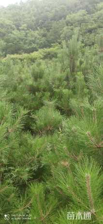 高度200厘米油松