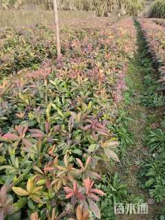 高度45厘米木荷小苗