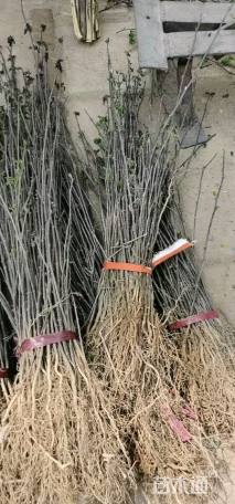 高度50厘米花椒