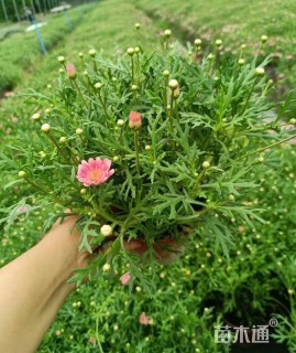 高度30厘米玛格丽特