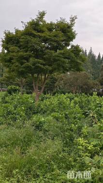 16公分中国红枫