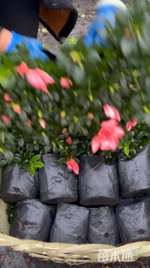 高度21厘米西洋杜鹃