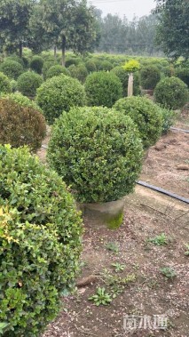冠幅120厘米小叶黄杨球