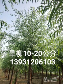 12公分馒头柳