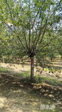 14公分北美海棠