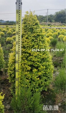 冠幅50厘米亮晶女贞球