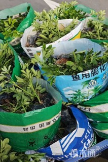 高度30厘米鸭脚木