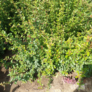 高度70厘米小丑火棘小苗