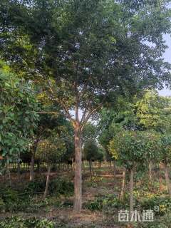 25公分朴树25公分