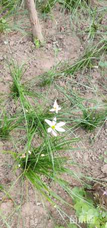 高度15厘米葱兰