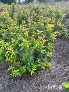 高度80厘米锦带花