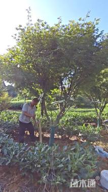 12公分中国红枫