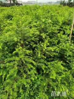 0.6公分南方红豆杉