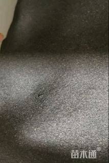 玫红太阳花太阳花种子