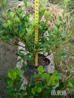 高度30厘米夏鹃