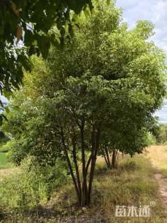 50公分(4杆)丛生香樟