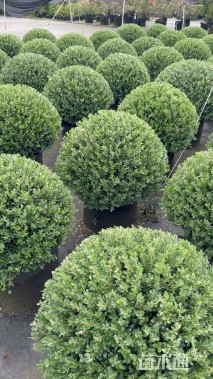 容器苗完美冬青球