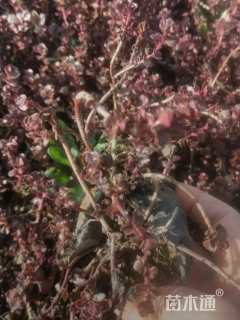 高度10厘米红景天