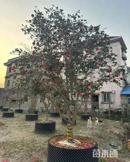 10公分造型茶梅