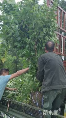 高度250厘米丛生蜡梅