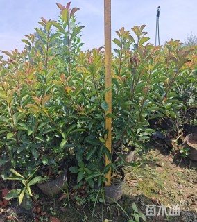 1公分红叶石楠中桶