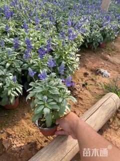 高度30厘米兰花鼠尾草