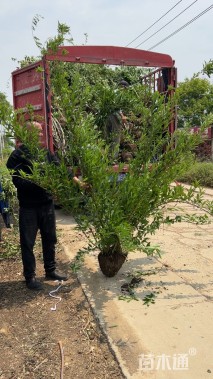 高度150厘米连翘