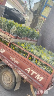 高度35厘米金雀花