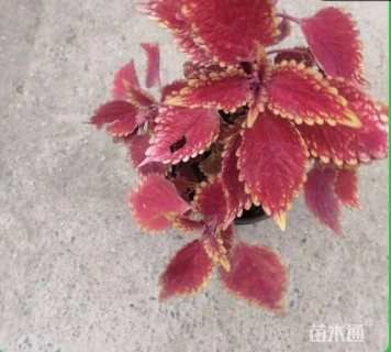 高度10厘米彩叶草