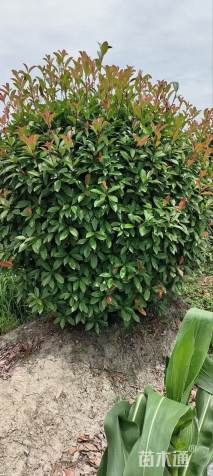 冠幅220厘米红叶石楠球