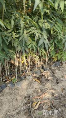 高度160厘米无患子小苗