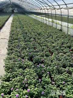 高度20厘米马缨丹