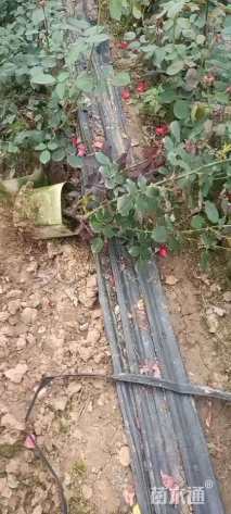 高度20厘米月季