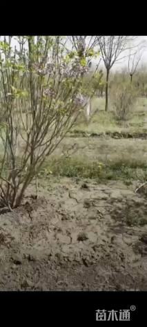 高度150厘米丁香