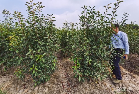 高度200厘米红叶石楠柱