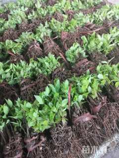 高度10厘米金丝楠木小苗