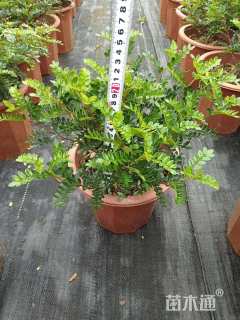 高度30厘米胡椒木