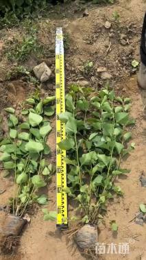 高度80厘米丁香小苗