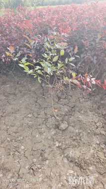 高度70厘米密枝红叶李