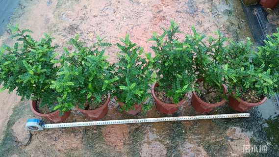 高度25厘米胡椒木