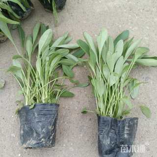 高度7厘米金鸡菊