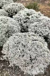 高度20厘米碗莲