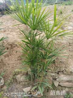 裸干高50厘米棕竹