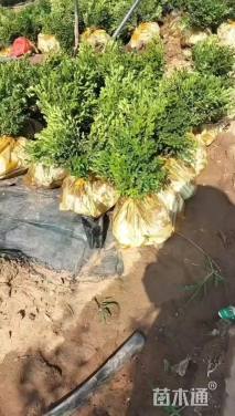 高度38厘米小叶黄杨