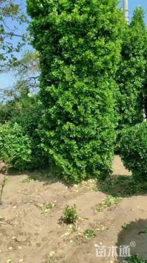 高度120厘米北海道黄杨